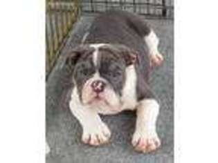 Bulldog Puppy for sale in Amarillo, TX, USA