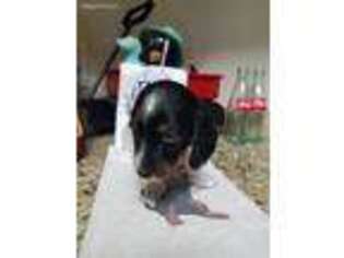 Dachshund Puppy for sale in Corpus Christi, TX, USA