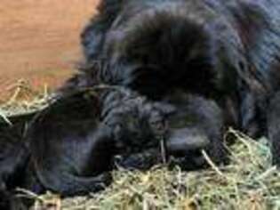 Newfoundland Puppy for sale in Minneapolis, MN, USA