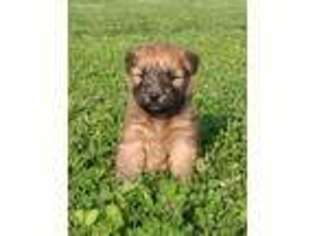 Soft Coated Wheaten Terrier Puppy for sale in Ava, MO, USA