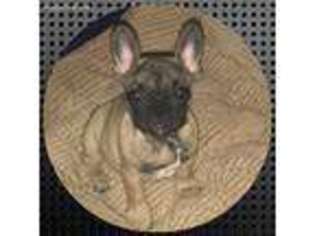 French Bulldog Puppy for sale in Arlington, WA, USA