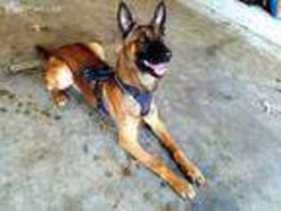 Belgian Malinois Puppy for sale in Jacksonville, AR, USA