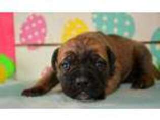 Medium Photo #1 Bullmastiff Puppy For Sale in Kendallville, IN, USA