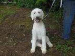 Goldendoodle Puppy for sale in Florence, OR, USA