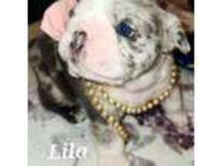 Bulldog Puppy for sale in Argyle, TX, USA