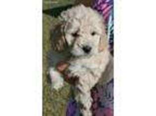 Goldendoodle Puppy for sale in Gasport, NY, USA