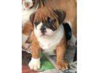 Bulldog Puppy for sale in Rock Spring, GA, USA