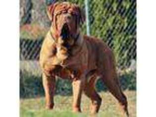 Small American Bull Dogue De Bordeaux