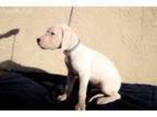 Dogo Argentino Puppy for sale in Fairfield, CA, USA