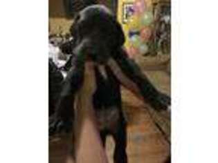 Great Dane Puppy for sale in Joliet, IL, USA