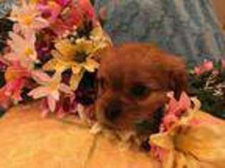 Cavalier King Charles Spaniel Puppy for sale in Layton, UT, USA