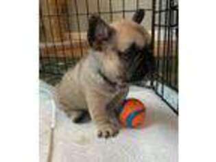 French Bulldog Puppy for sale in Concord, MI, USA