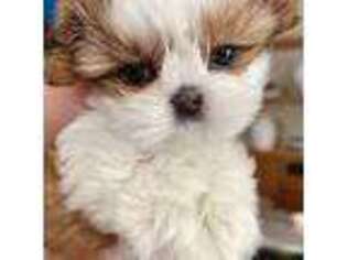 Mutt Puppy for sale in Encino, CA, USA