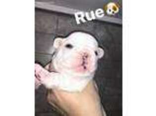 French Bulldog Puppy for sale in Schenectady, NY, USA