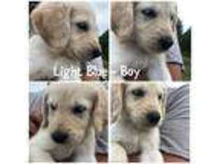 Labradoodle Puppy for sale in Dublin, GA, USA