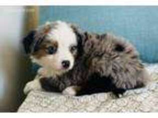 Miniature Australian Shepherd Puppy for sale in Hastings, MN, USA