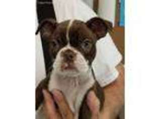 Boston Terrier Puppy for sale in Pelham, NH, USA
