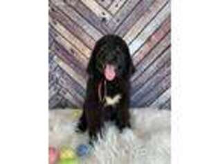 Newfoundland Puppy for sale in Creal Springs, IL, USA