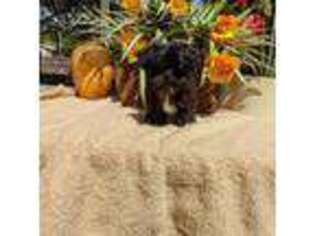 Yorkshire Terrier Puppy for sale in Wesley Chapel, FL, USA