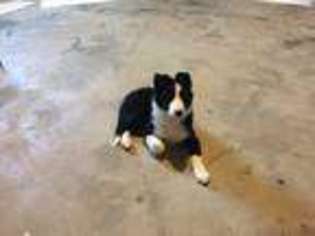 Border Collie Puppy for sale in Delano, TN, USA