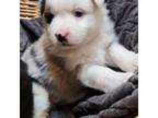 Miniature Australian Shepherd Puppy for sale in Elma, WA, USA