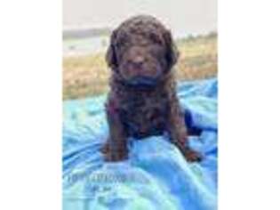 Labradoodle Puppy for sale in Bath, NC, USA