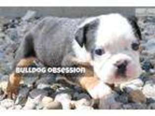Bulldog Puppy for sale in Sioux Falls, SD, USA