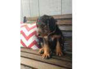 Airedale Terrier Puppy for sale in Myrtle Beach, SC, USA
