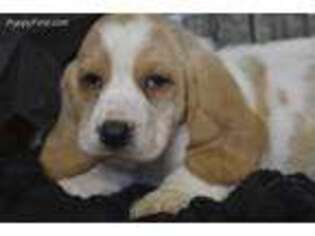 Basset Hound Puppy for sale in Browning, MO, USA