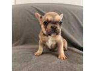 French Bulldog Puppy for sale in Dunn, NC, USA