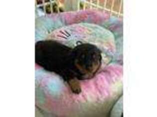Rottweiler Puppy for sale in North Las Vegas, NV, USA