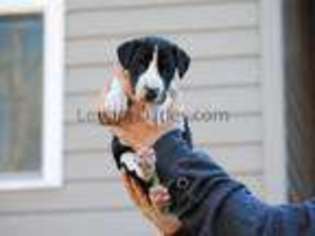 Great Dane Puppy for sale in Six Mile, SC, USA