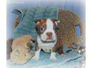 Boston Terrier Puppy for sale in Koshkonong, MO, USA