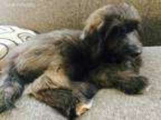 Goldendoodle Puppy for sale in Lexington, SC, USA