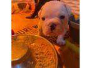 Bulldog Puppy for sale in Topeka, KS, USA