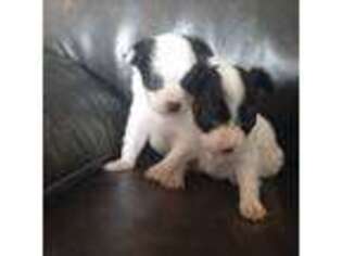 Papillon Puppy for sale in Verona, KY, USA