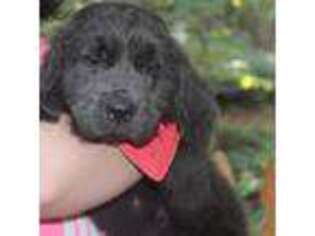 Newfoundland Puppy for sale in Eugene, OR, USA