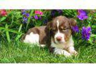 English Springer Spaniel Puppy for sale in Smoketown, PA, USA