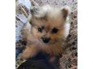 Pomeranian Puppy for sale in Mohawk, TN, USA