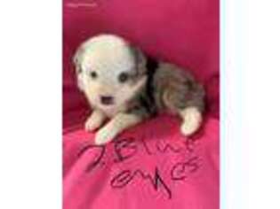 Miniature Australian Shepherd Puppy for sale in Church Point, LA, USA