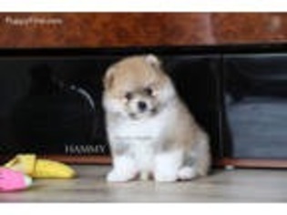 Pomeranian Puppy for sale in Bristol, PA, USA