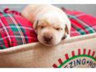 Labrador Retriever Puppy for sale in Penn Laird, VA, USA