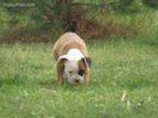 American Bulldog Puppy for sale in Roswell, NM, USA