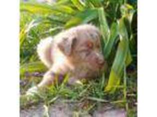 Miniature Australian Shepherd Puppy for sale in Land O Lakes, FL, USA