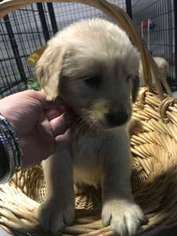 Golden Retriever Puppy for sale in Oregon, OH, USA