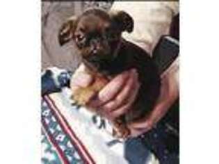 Brussels Griffon Puppy for sale in Minnetonka, MN, USA