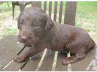 Labradoodle Puppy for sale in HARTWELL, GA, USA