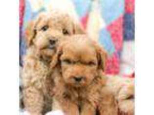Goldendoodle Puppy for sale in Carthage, TN, USA