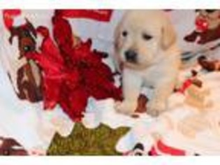 Labrador Retriever Puppy for sale in Campobello, SC, USA