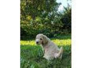 Labradoodle Puppy for sale in Dubuque, IA, USA